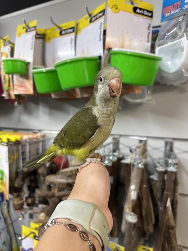 Handraised Quakers all different colours available !