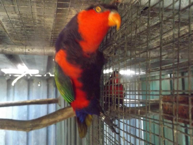 BLUE BRESTED BLACK CAP LORYS