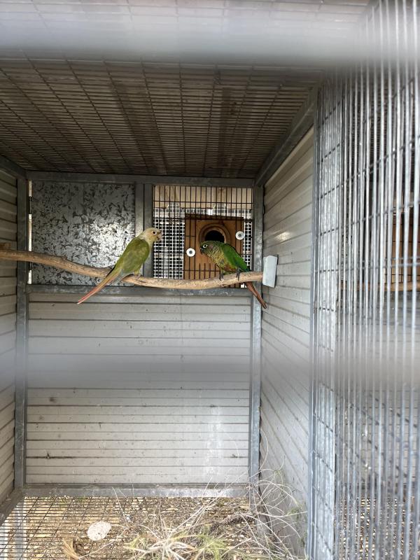 Marron bellied conures