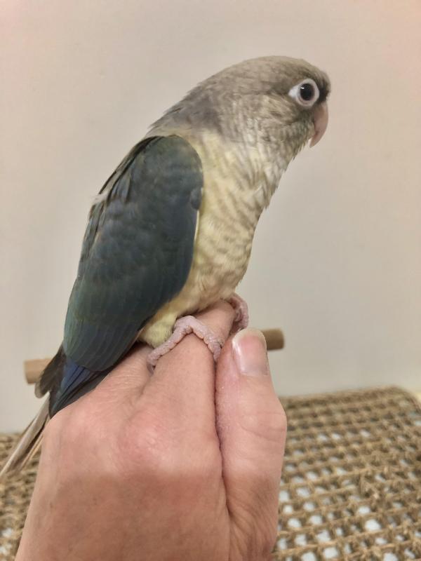 Hand Reared Conures