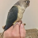 Hand Reared Conures