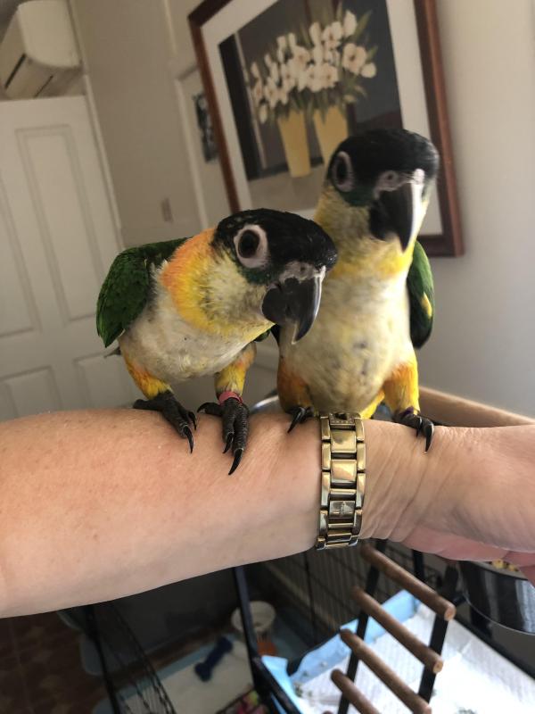 Hand Reared B/H Caiques