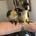Hand Reared B/H Caiques