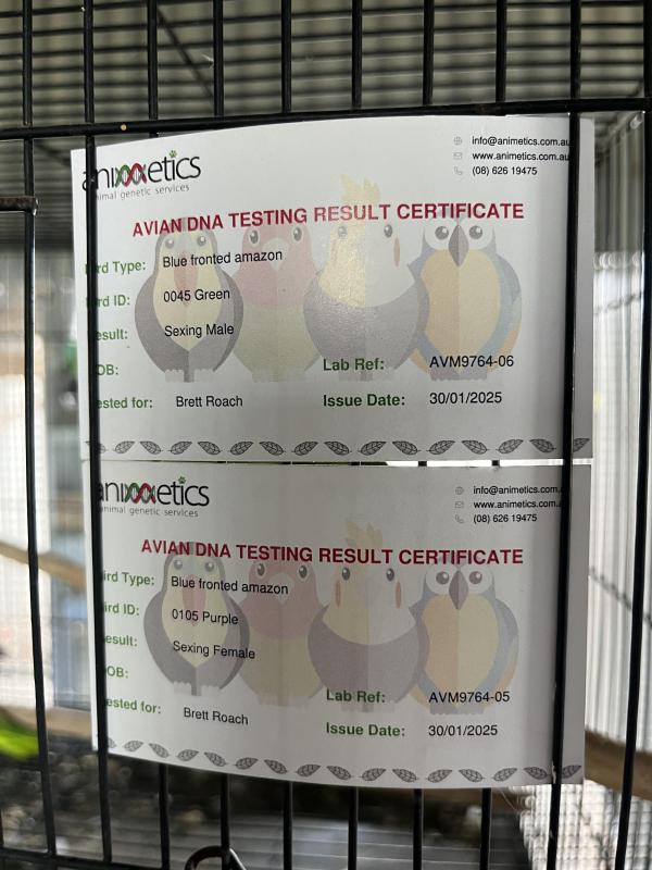 Blue Fronted Amazons young unrelated pair