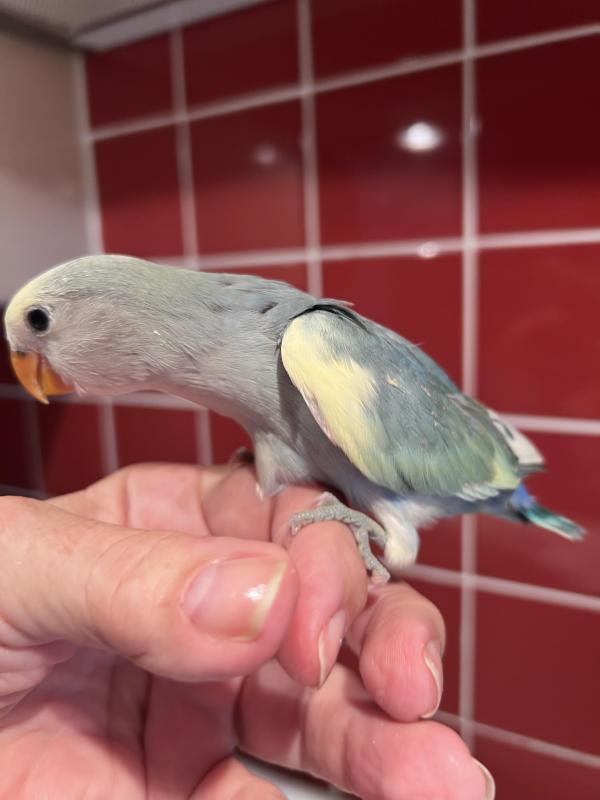 Baby Hand Reared Peachface/Lovebirds 10 weeks Old
