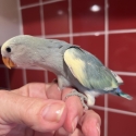 Baby Hand Reared Peachface/Lovebirds 10 weeks Old