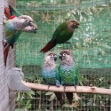Conures