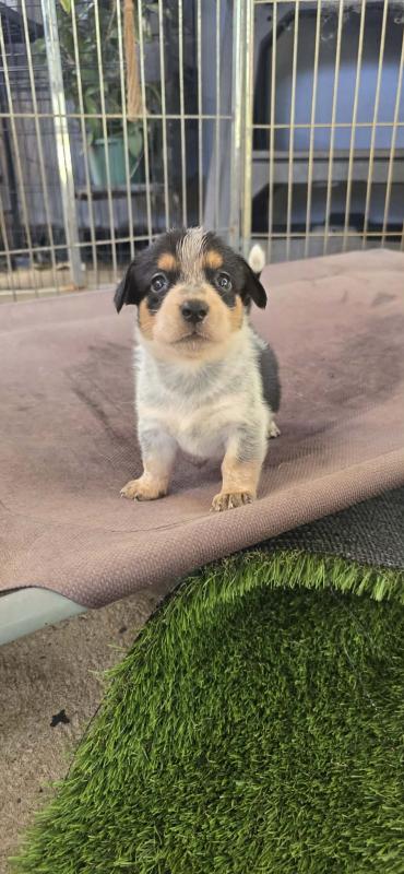 Cowboy corgi puppies
