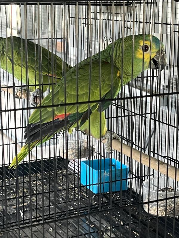 Young Blue Fronted Amazons