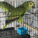 Young Blue Fronted Amazons