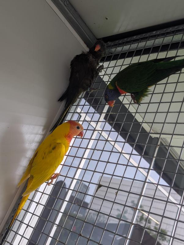 Lorries and lorikeets