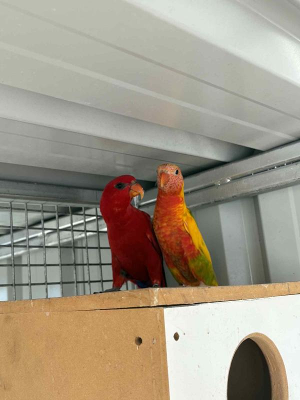 Red lory