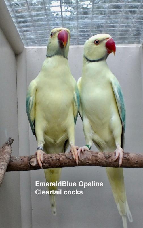 INDIAN RINGNECK MUTATIONS