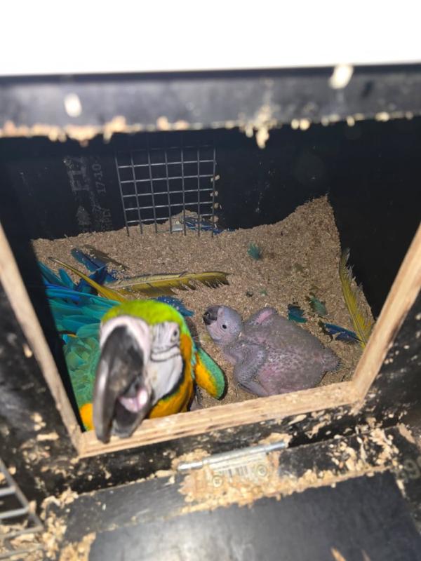 Breeding pair of blue and golds with baby