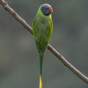 Wanted Slaty-head parrots