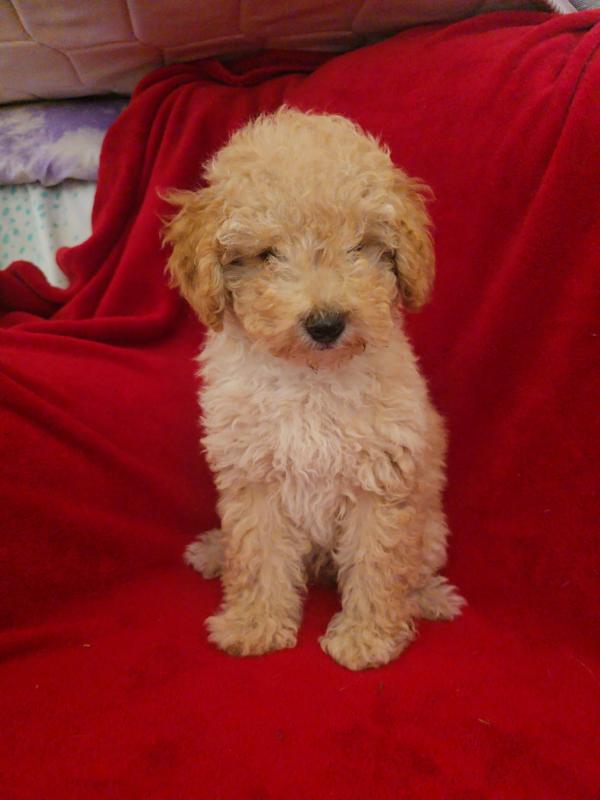 Parti Poodles Apricot small Toy poodles