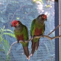 Roseifrons Conure unrleated pair
