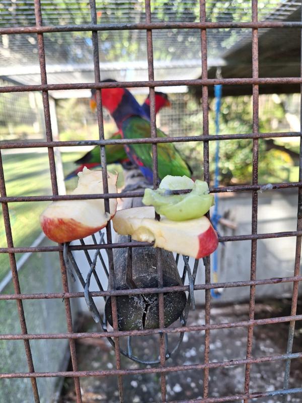 Blue Breast Black caps