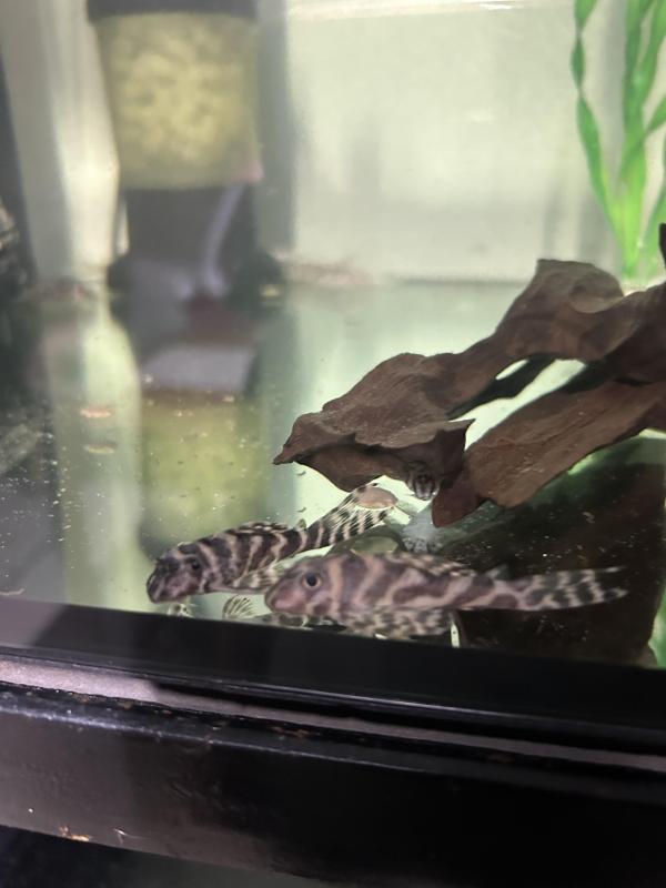 L236 Plecos