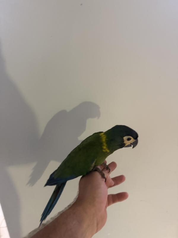 Hand raised yellow collar macaws.