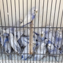 Clearwing Budgies