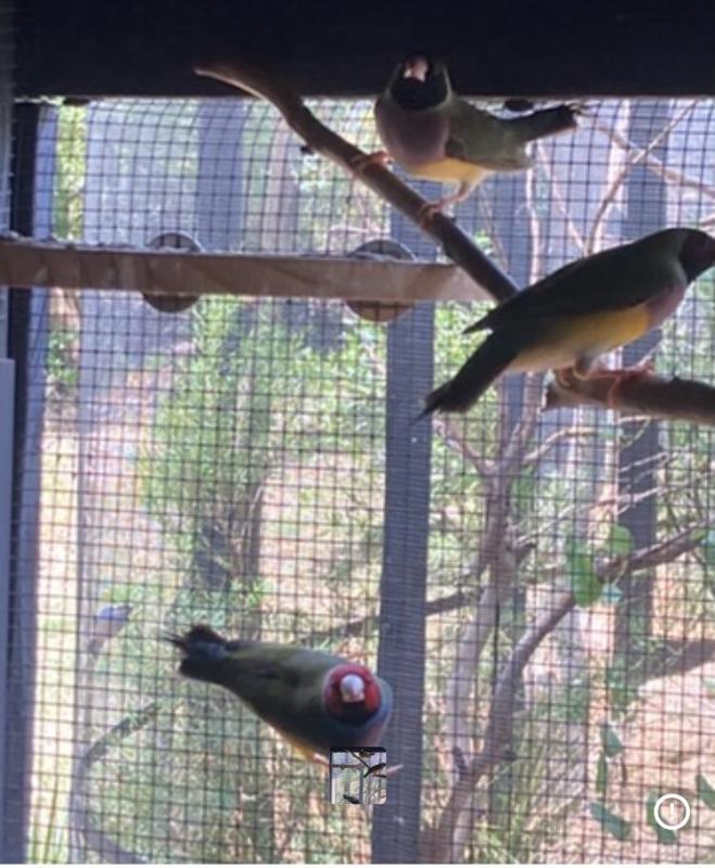 Gouldians finches for sale