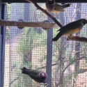 Gouldians finches for sale
