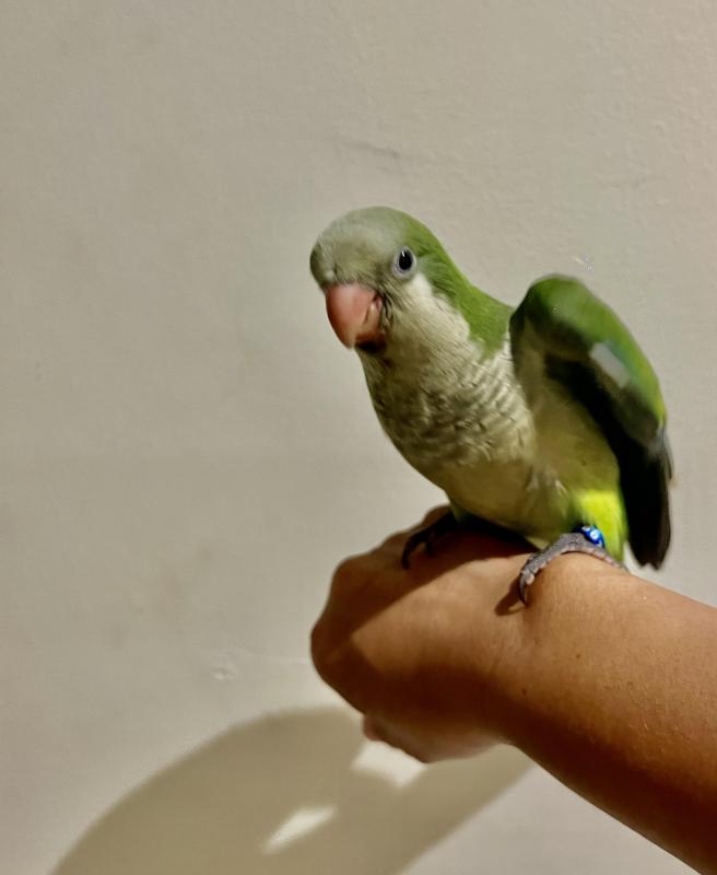 Hand raised Quaker porrot