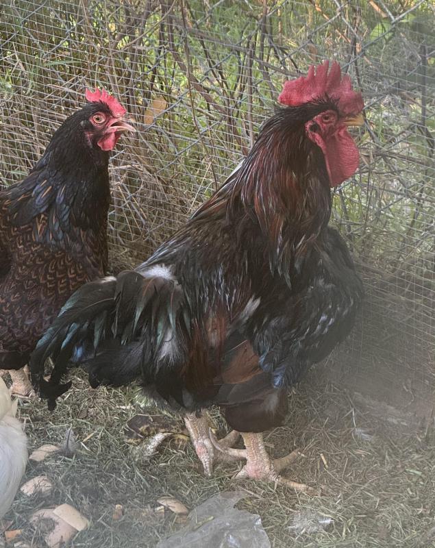 Barnvelder rooster FREE to good home