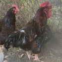 Barnvelder rooster FREE to good home