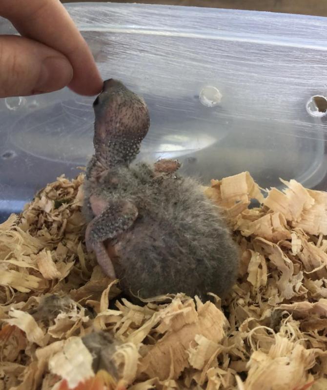 WILL SWAP Proven Breeders Split Blue Jade SF Pied Lorikeets