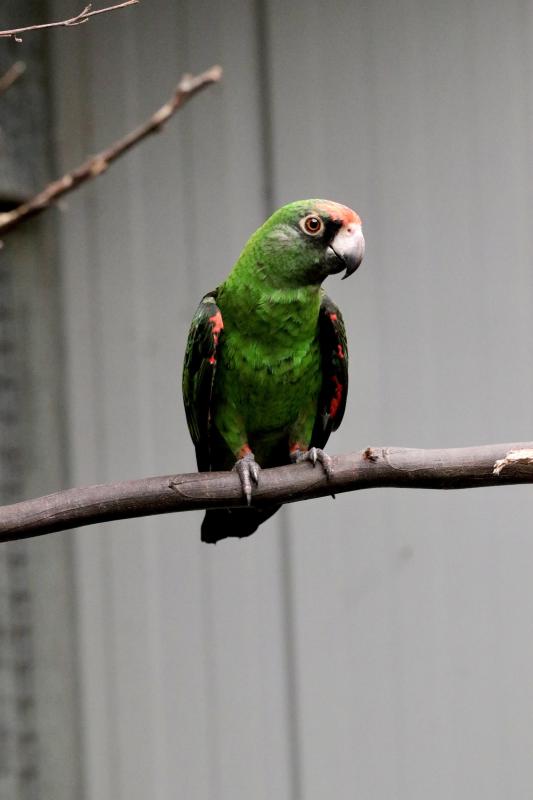 Jardines Parrot Pair (Poicephalus gulielmi)