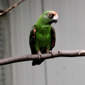 Jardines Parrot Pair (Poicephalus gulielmi)