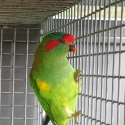 Musk Lorikeets