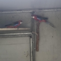 Rosella pair black/red