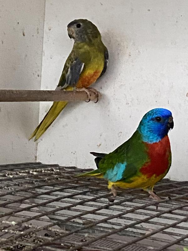 SCARLET CHESTED MUTATIONS