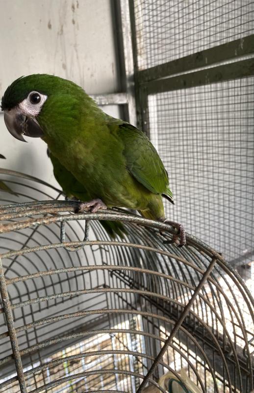 HAND RAISED HAHNS MACAW