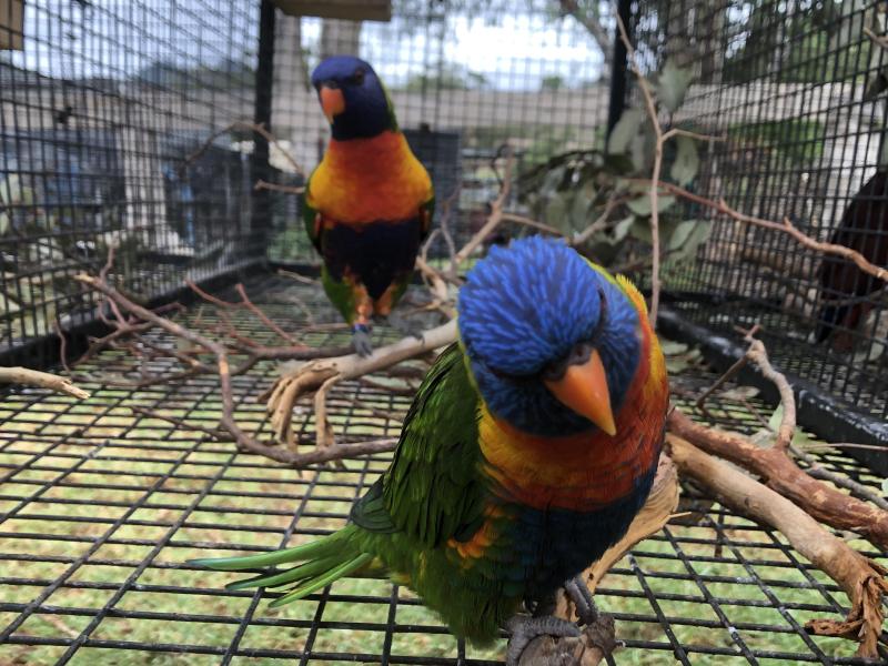 WANTED to SWAP for Eclectus Majors & Crimson Rosellas