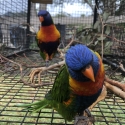 WANTED to SWAP for Eclectus Majors & Crimson Rosellas