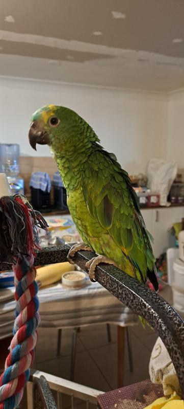 Hand raised baby Blue Fronted Amazon