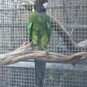 WTB Yellow Rosella & 28 Parrot