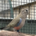 Pure- Bourke Parrots