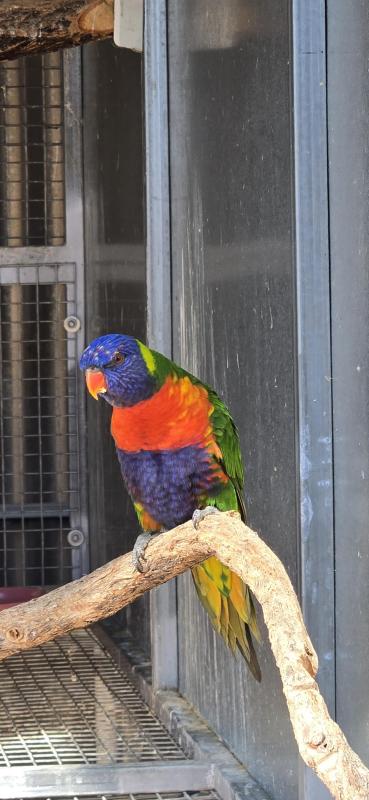 Split blue Rainbows and Duskies