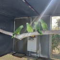 Blue Front Amazon - Breeding pair and 2 young