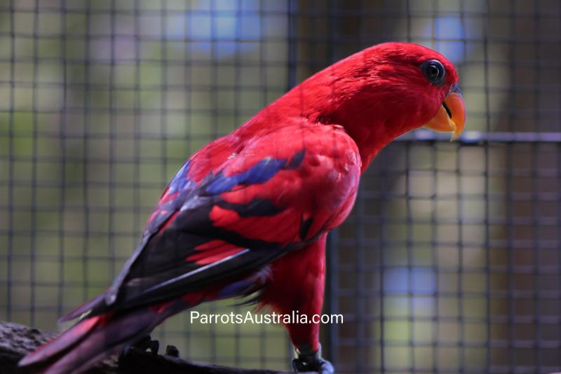 Pure, breeding age, Moluccan Red Lory for sale.