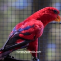 Pure, breeding age, Moluccan Red Lory for sale.