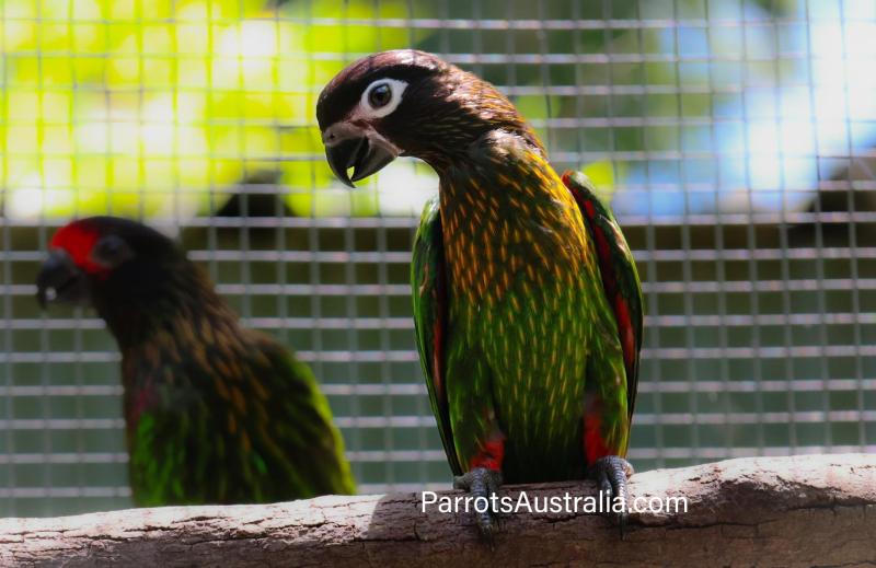 Breeding pair of Yellow Streaked Lories For Sale