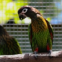 Breeding pair of Yellow Streaked Lories For Sale