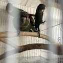 Handraised Crimson bellied conures