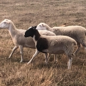6 x dorper lambs for sale